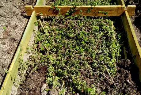 Savart Paysage - paysagiste urbaniste – permaculture – urban farming – private garden – vegetable garden – soil life – Châlons-en-Champagne – Marne – Grand Est