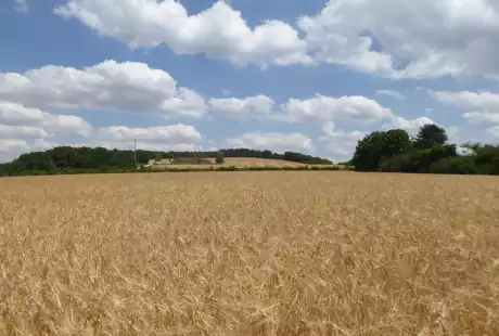 Savart Paysage - paysagiste urbaniste – ensemble scolaire – Joinville – Haute-Marne – Grand-Est – Aménagement durable – végétaux spontanés – trame végétale