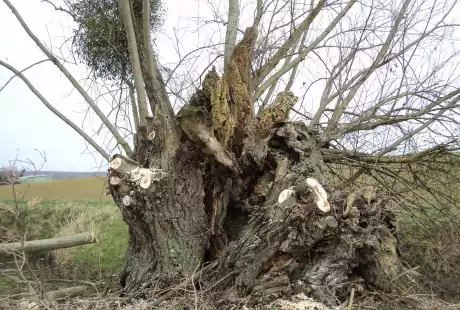 Sézanne - Savart Paysage - développement durable - zone naturelle - ru des auges