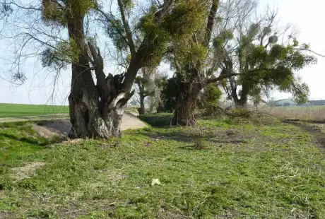 Sézanne – Savart Paysage – sustainable development – natural area – stream of Auges